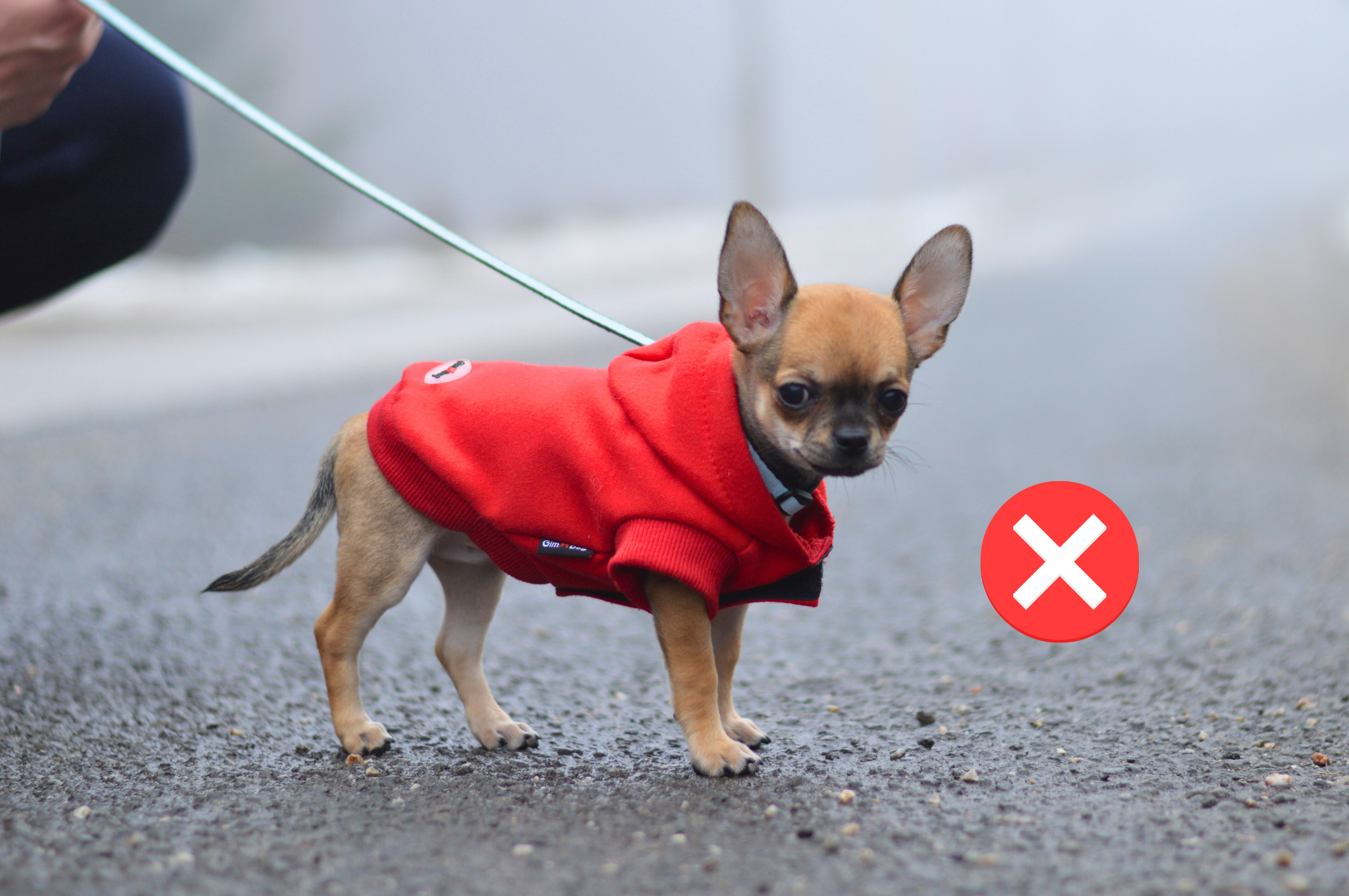 psík je oblečený v mikine, ktorá mu je krátka